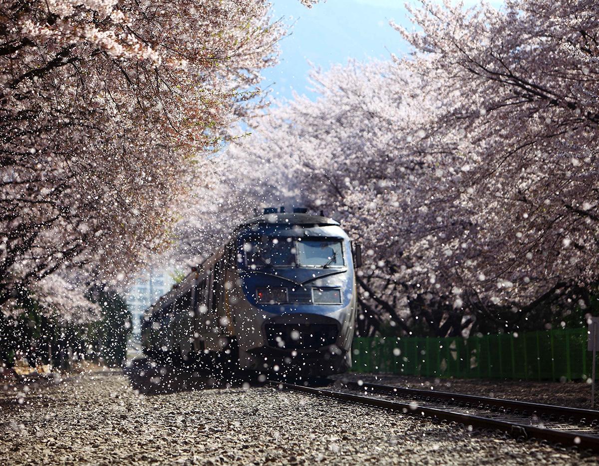 Jinhae Cherry Blossom Festival Jinhae Gunhangje Night One Day Tour