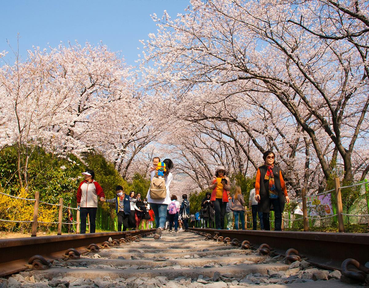 Jinhae Cherry Blossom Festival Jinhae Gunhangje Night One Day Tour