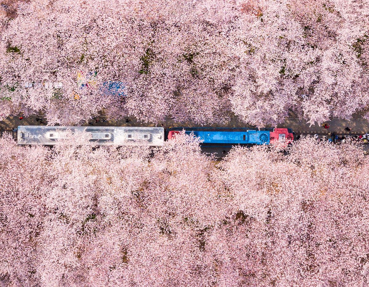 Jinhae Cherry Blossom Festival Jinhae Gunhangje Night One Day Tour