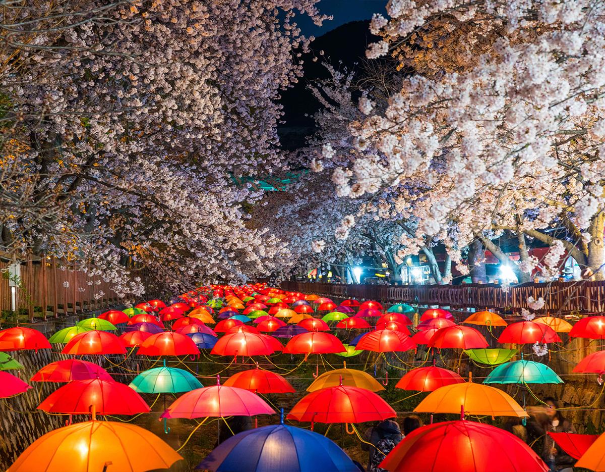 Jinhae Cherry Blossom Festival Jinhae Gunhangje Night One Day Tour