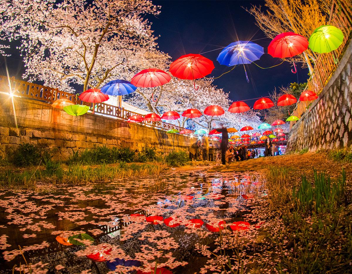 Jinhae Cherry Blossom Festival Jinhae Gunhangje Night One Day Tour
