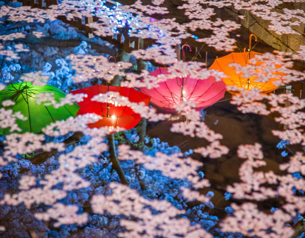 Jinhae Cherry Blossom Festival Jinhae Gunhangje Night One Day Tour