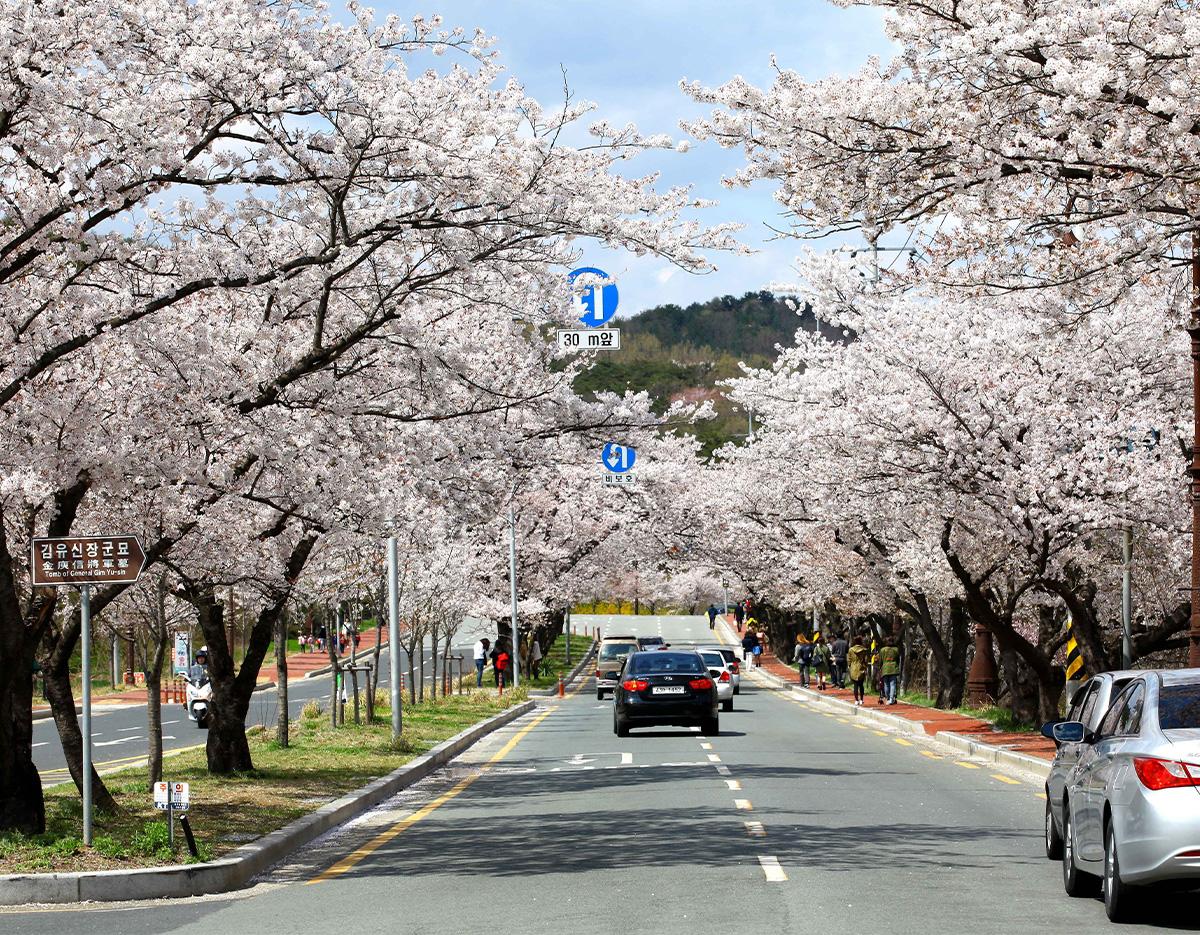 Gyeongju Cherry Blossom Festival One-Day Tour (Departing from Busan)