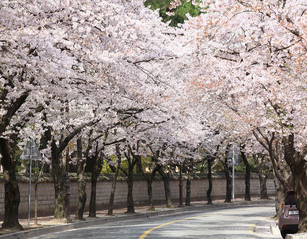 Gyeongju Cherry Blossom Festival One-Day Tour (Departing from Busan)