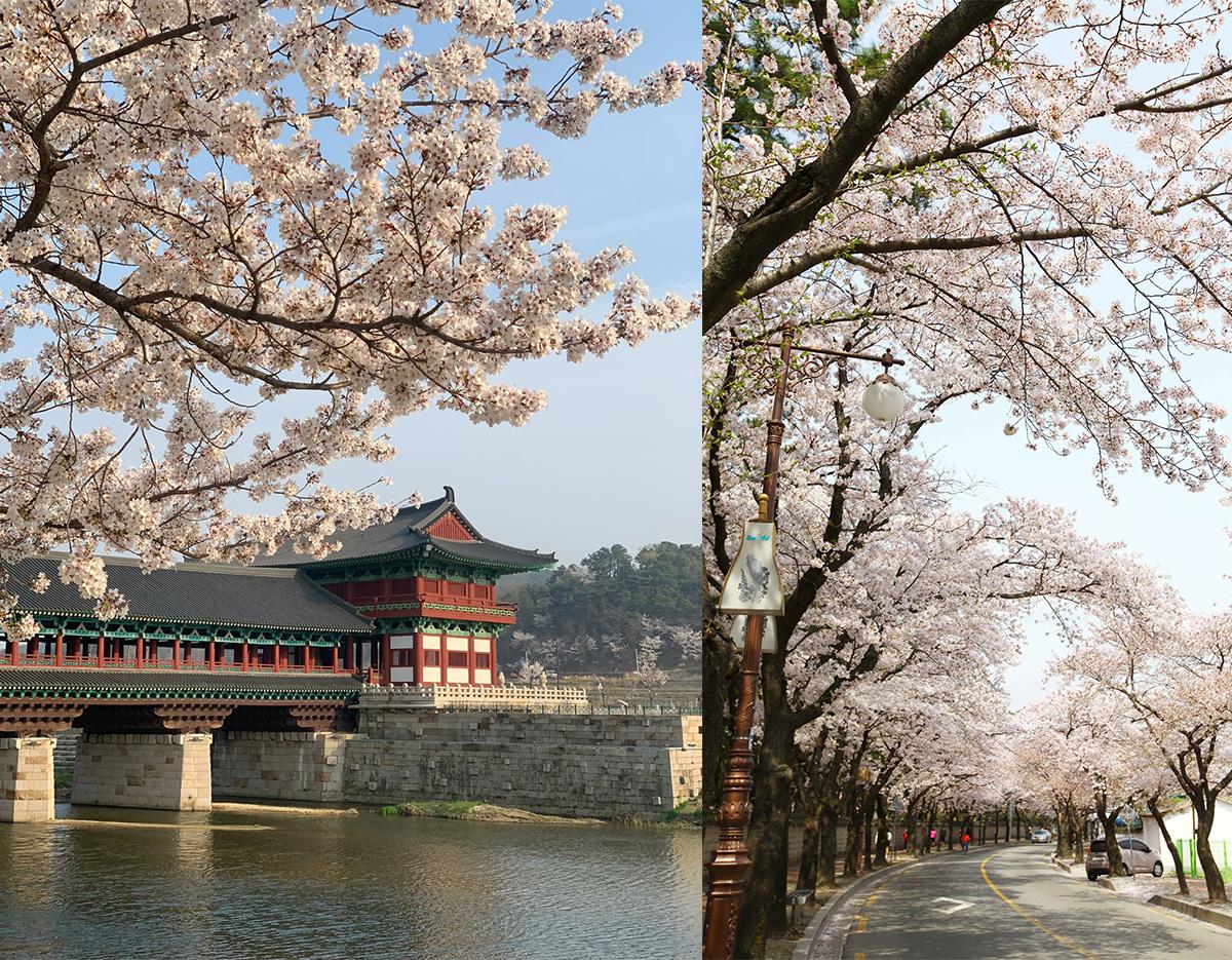Gyeongju Cherry Blossom Festival One-Day Tour (Departing from Busan)