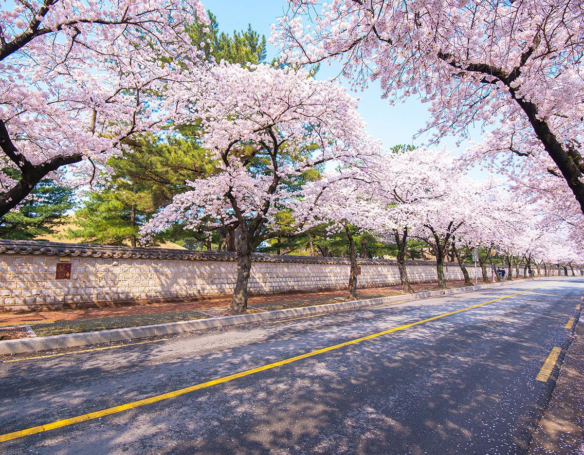 Gyeongju Cherry Blossom