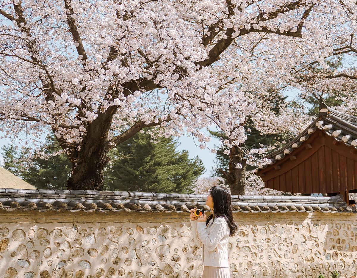Gyeongju Cherry Blossom Festival One-Day Tour (Departing from Busan)