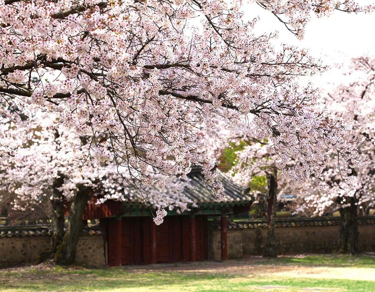 Gyeongju Cherry Blossom Festival One-Day Tour (Departing from Busan)