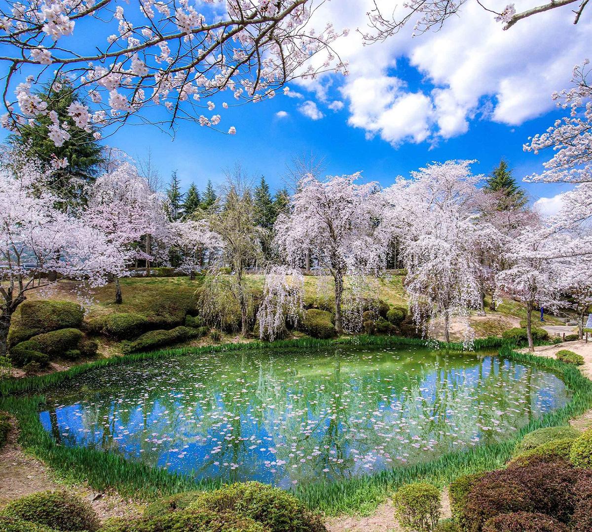 2025早鳥🌸慶州隨機賞櫻一日遊（釜山出發）-image