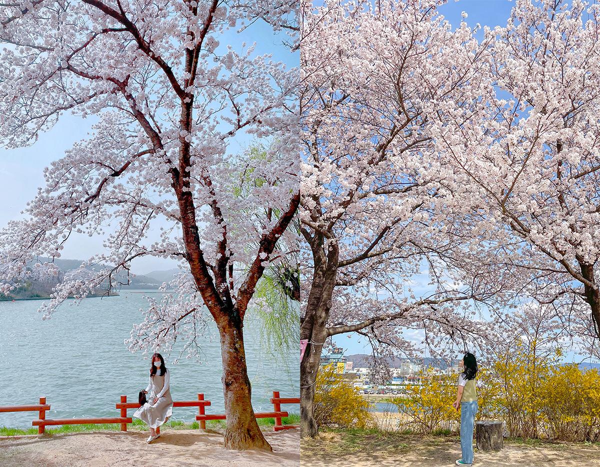 Gyeongju Cherry Blossom Festival One-Day Tour (Departing from Busan)