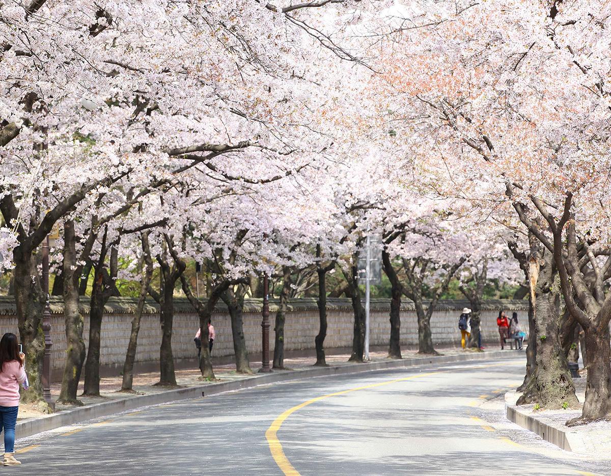 Gyeongju Cherry Blossom