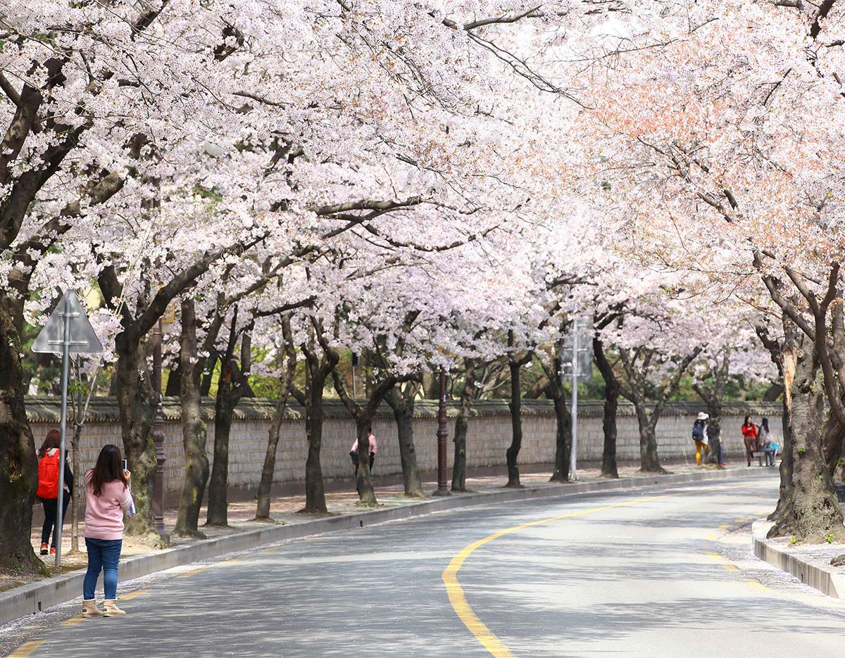 Gyeongju Cherry Blossom Festival One-Day Tour (Departing from Busan)