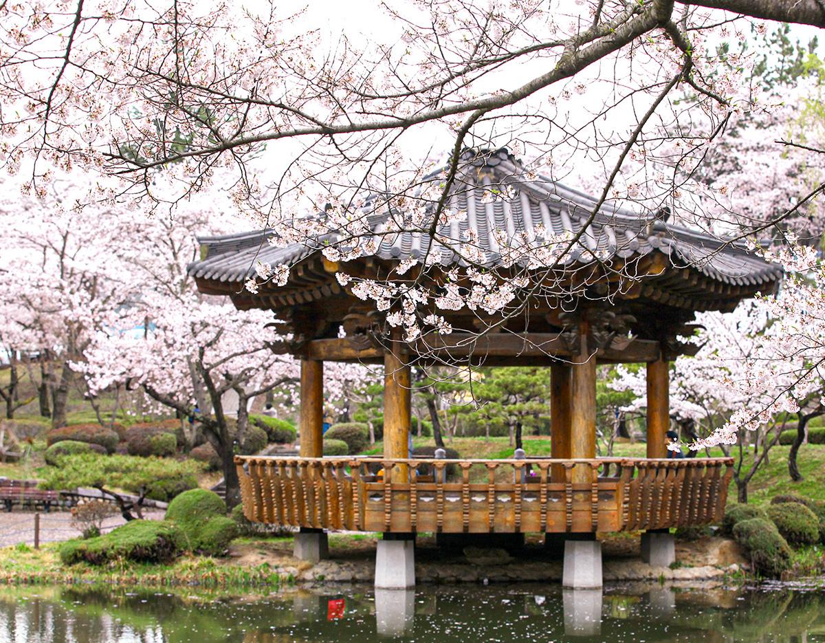 Gyeongju Cherry Blossom
