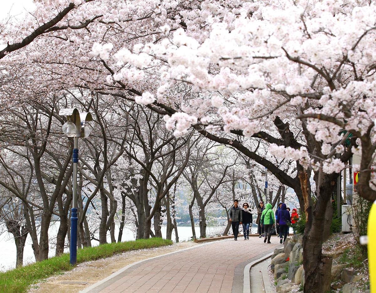 Gyeongju Cherry Blossom Festival One-Day Tour (Departing from Busan)