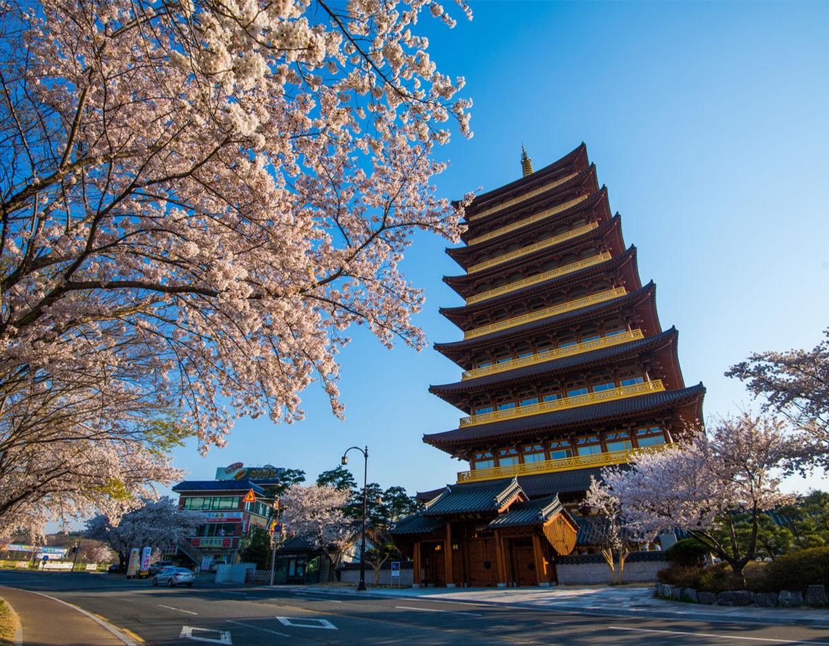 Gyeongju Cherry Blossom Festival Day Tour