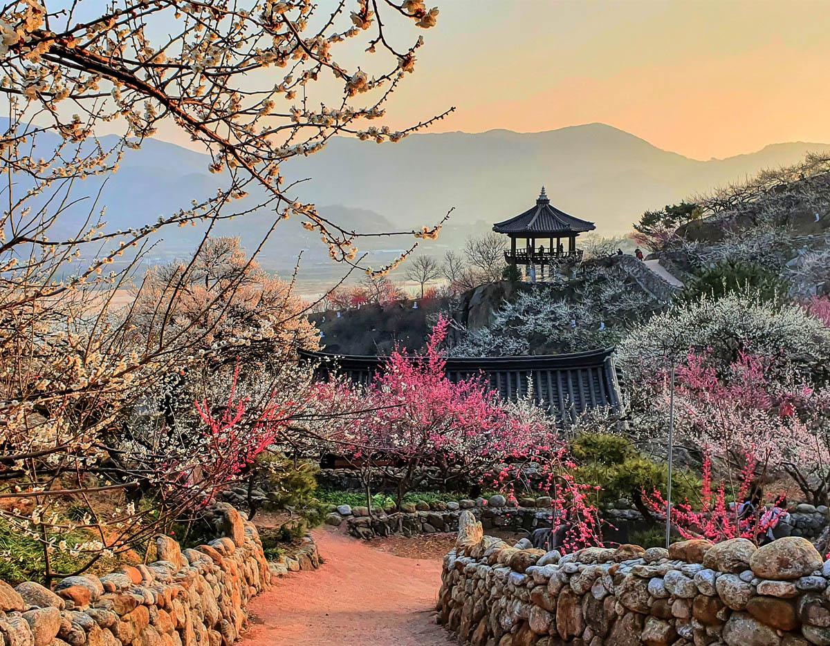 Gwangyang Plum Blossom Festival and Jeonju Hanok Village