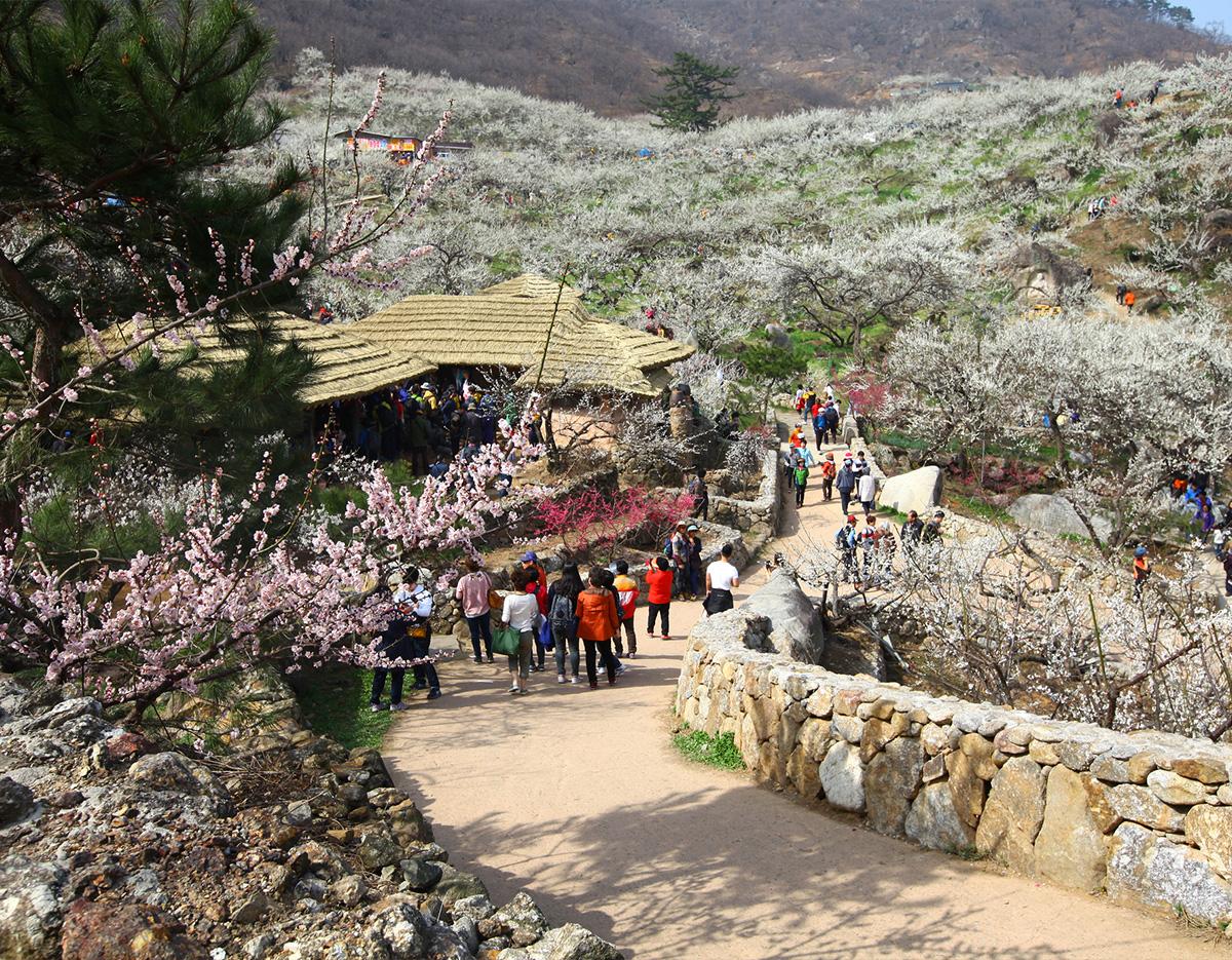 Gwangyang Maehwa Gurye Sansuyu Festival (Departure from Busan)