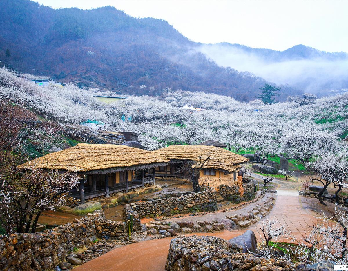 Gwangyang Maehwa Gurye Sansuyu Festival (Departure from Busan)