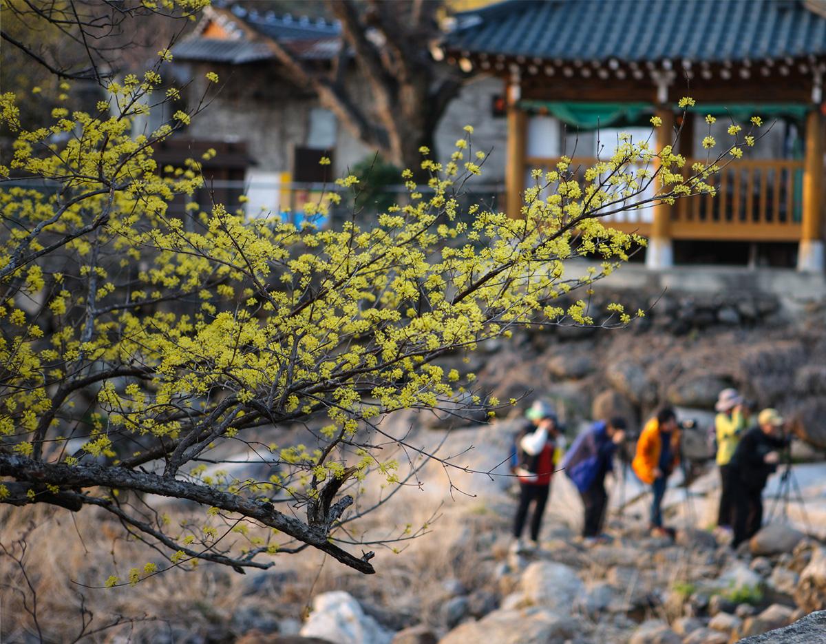 Gwangyang Maehwa Gurye Sansuyu Festival (Departure from Busan)