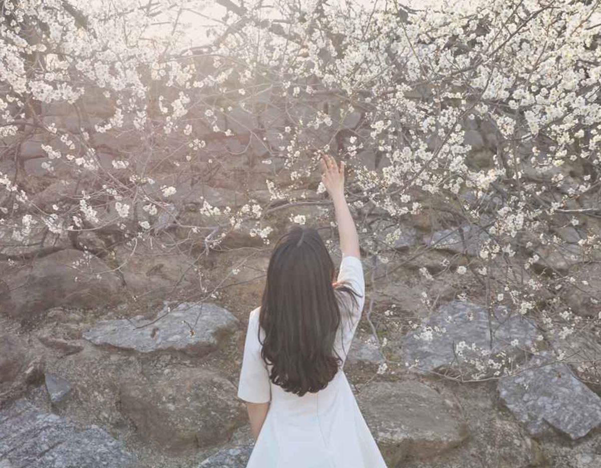 Gurye Sansuyu Festival One day Tour