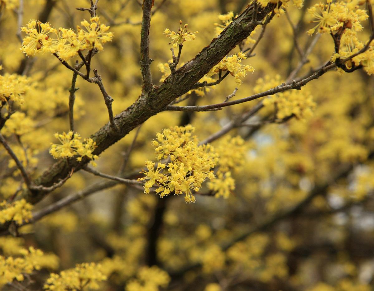 Gwangyang Maehwa Gurye Sansuyu Festival (Departure from Busan)