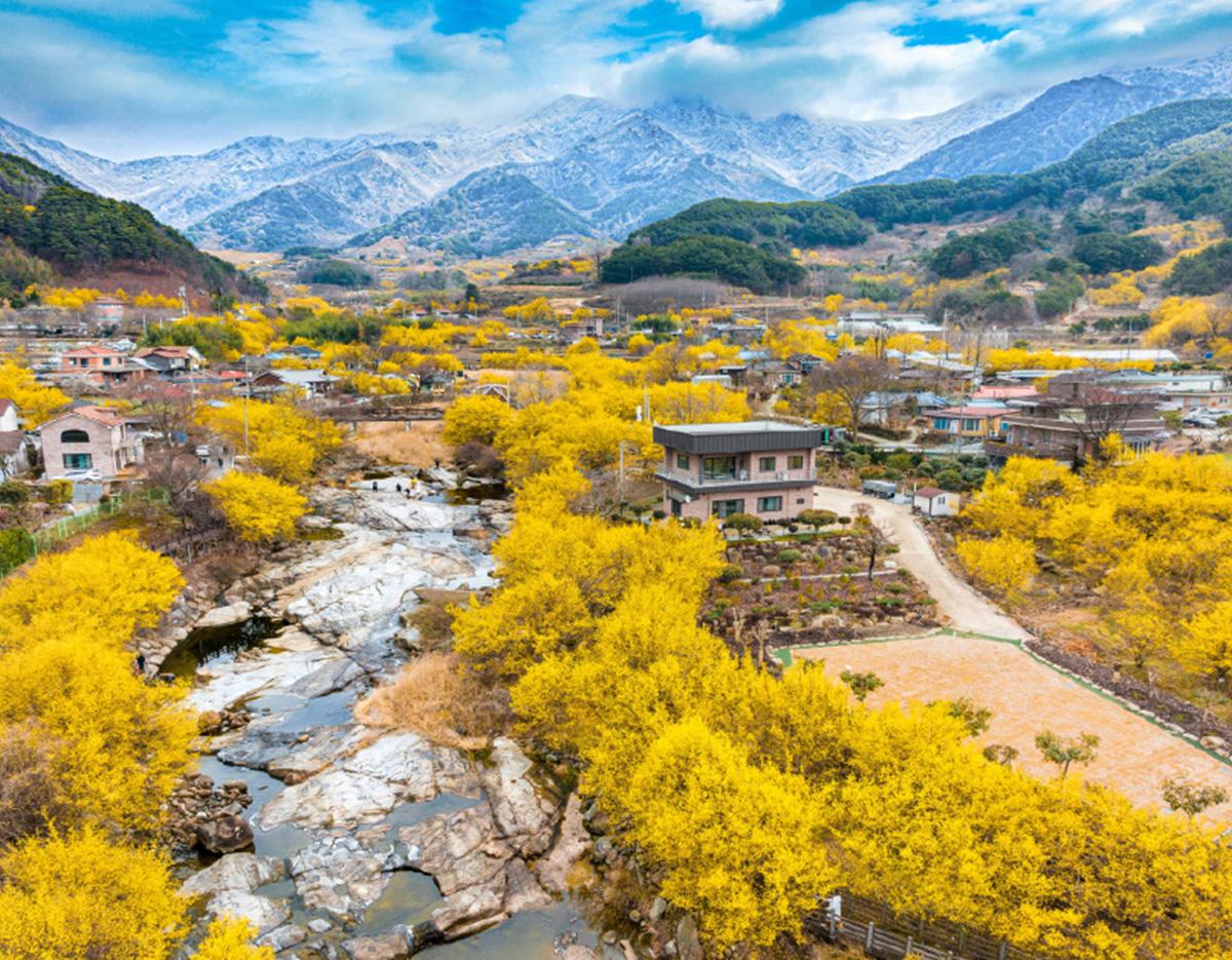 Gurye Sansuyu Festival One day Tour