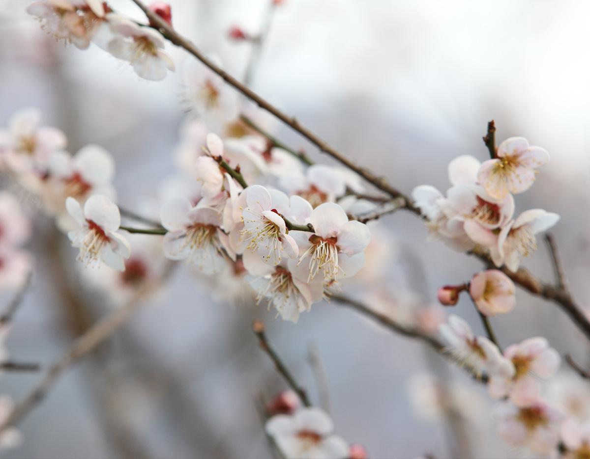 Gwangyang Maehwa Gurye Sansuyu Festival (Departure from Busan)