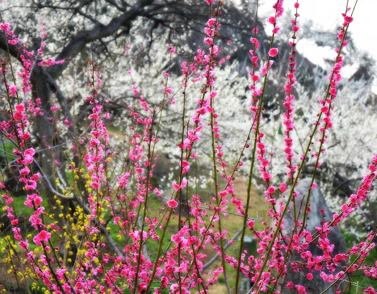 Gwangyang Maehwa Gurye Sansuyu Festival (Departure from Busan)