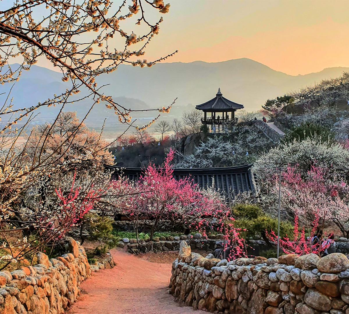 Gwangyang Maehwa Gurye Sansuyu Festival (Departure from Busan)