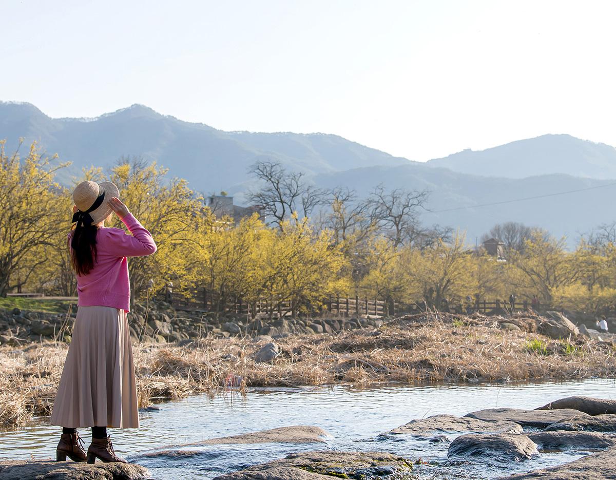 Gurye Sansuyu Festival One day Tour