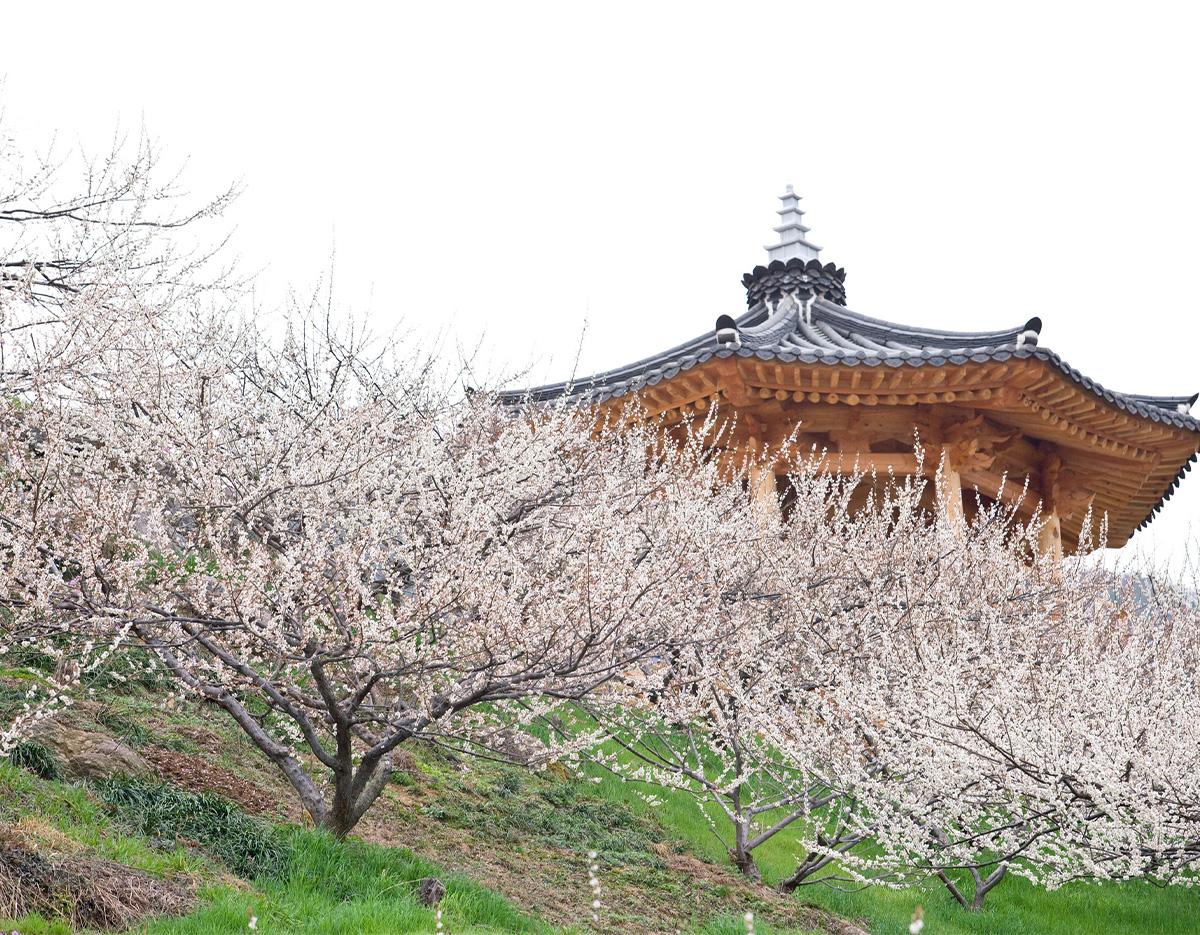 Gwangyang Maehwa Gurye Sansuyu Festival (Departure from Busan)