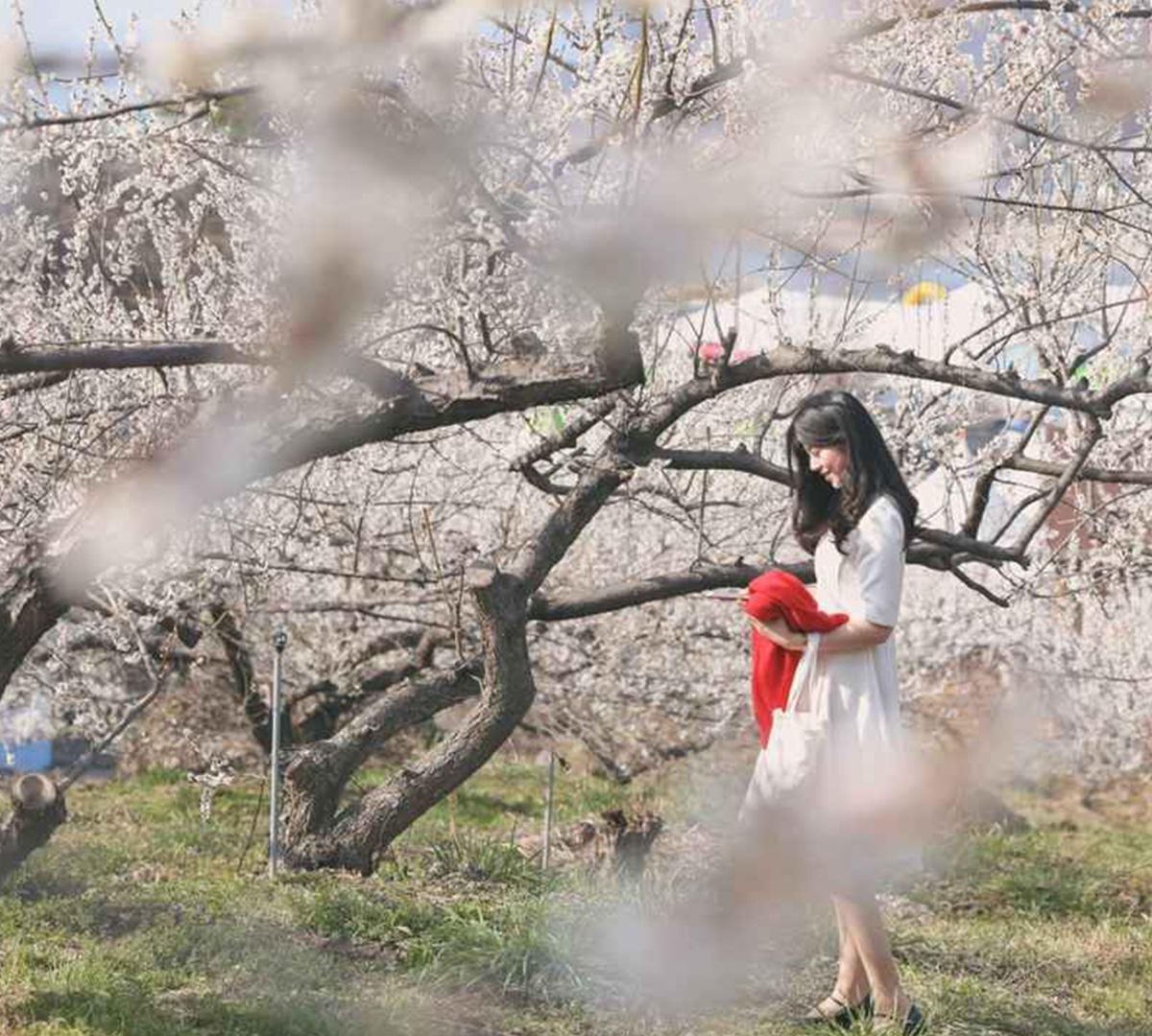 Gurye Sansuyu Festival One day Tour