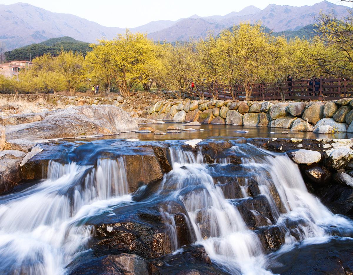 Gwangyang Maehwa Gurye Sansuyu Festival (Departure from Busan)