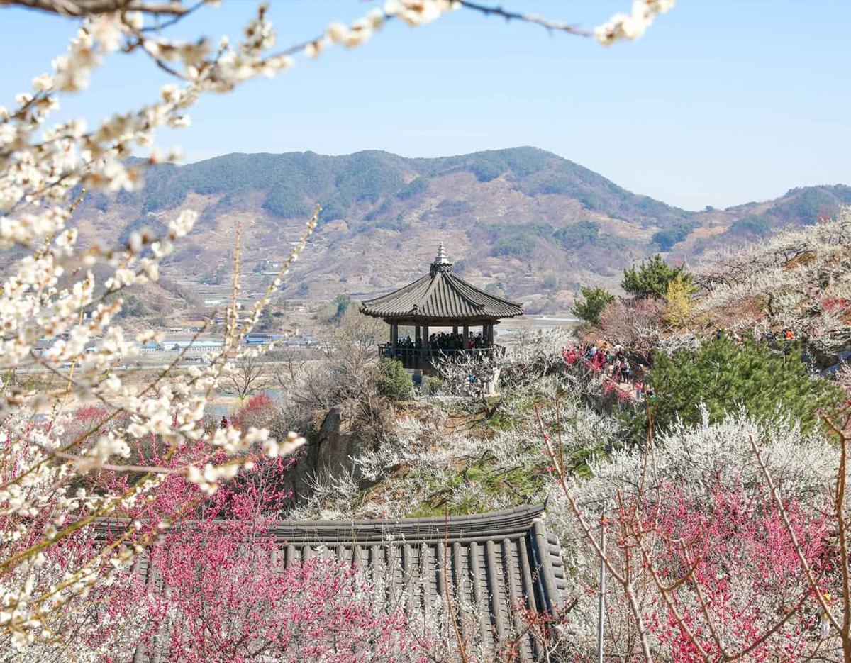 Gwangyang Maehwa Gurye Sansuyu Festival (Departure from Busan)
