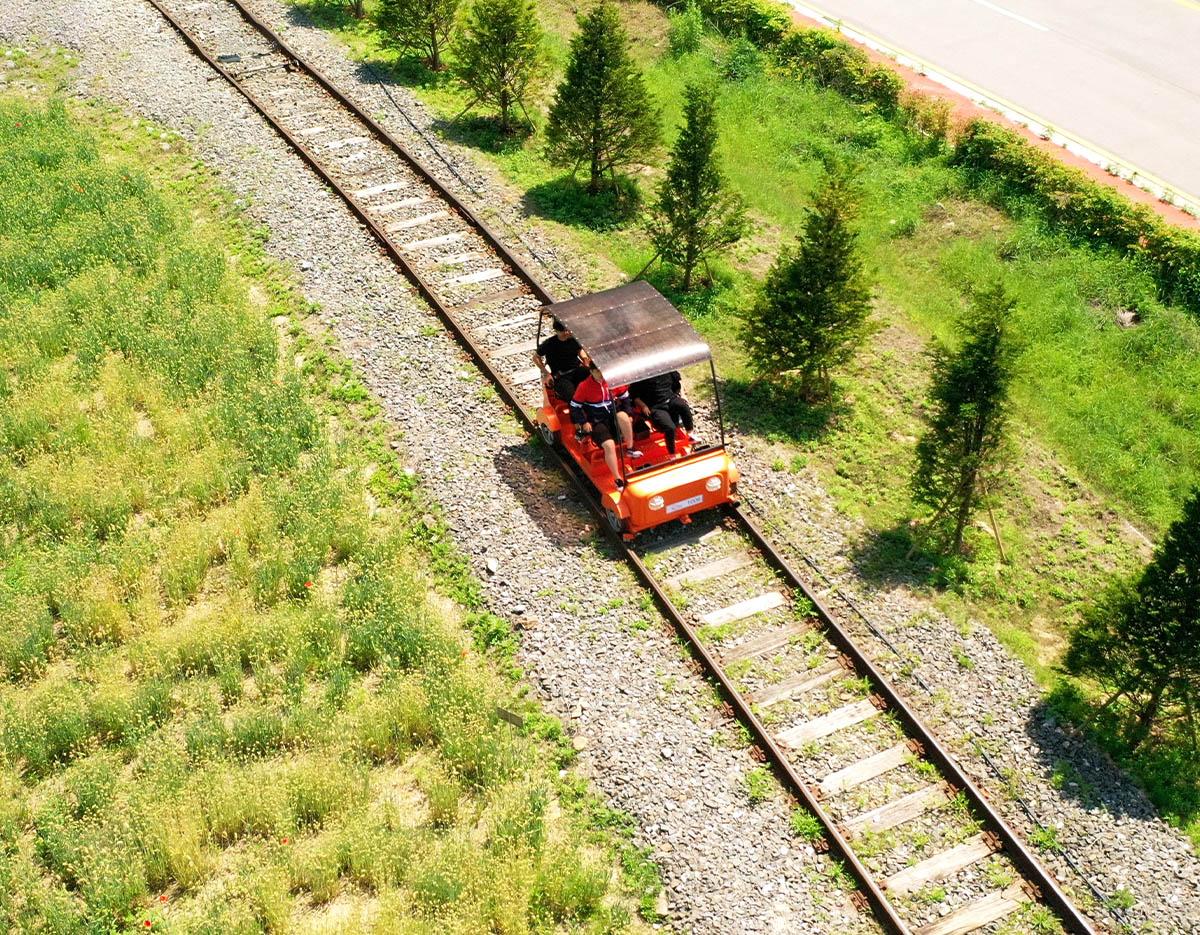 Alpaca World + Chuncheon Dakgalbi + Rail Bike + Strawberry Picking One Day Tour