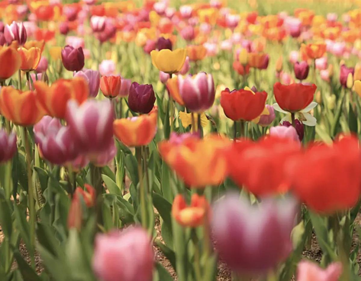 Jeonju Hanok Village + Spring Flowers Day Tour | Seoul Departure