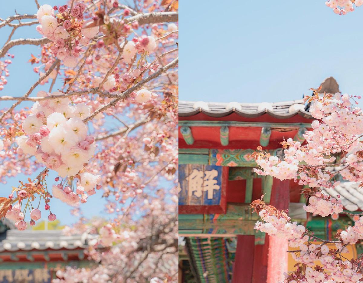 Jeonju Hanok Village + Spring Flowers Day Tour