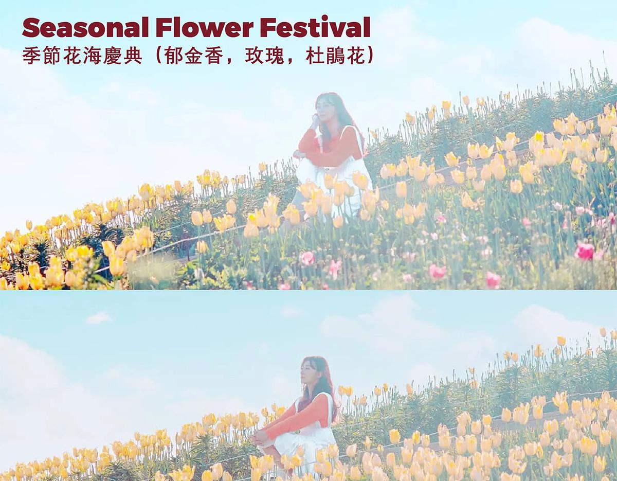Jeonju Hanok Village + Spring Flowers Day Tour | Seoul Departure