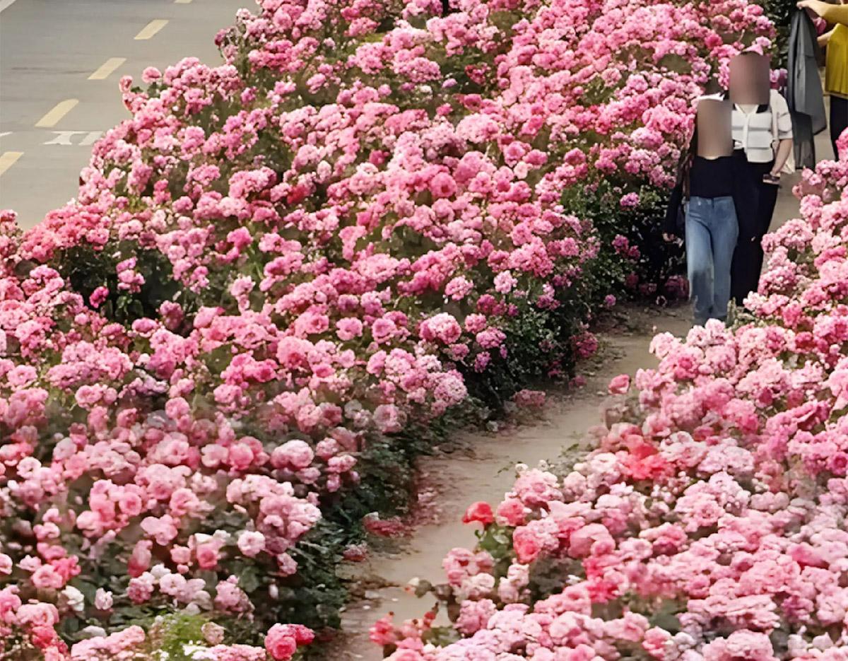 Jeonju Hanok Village + Spring Flowers Day Tour | Seoul Departure