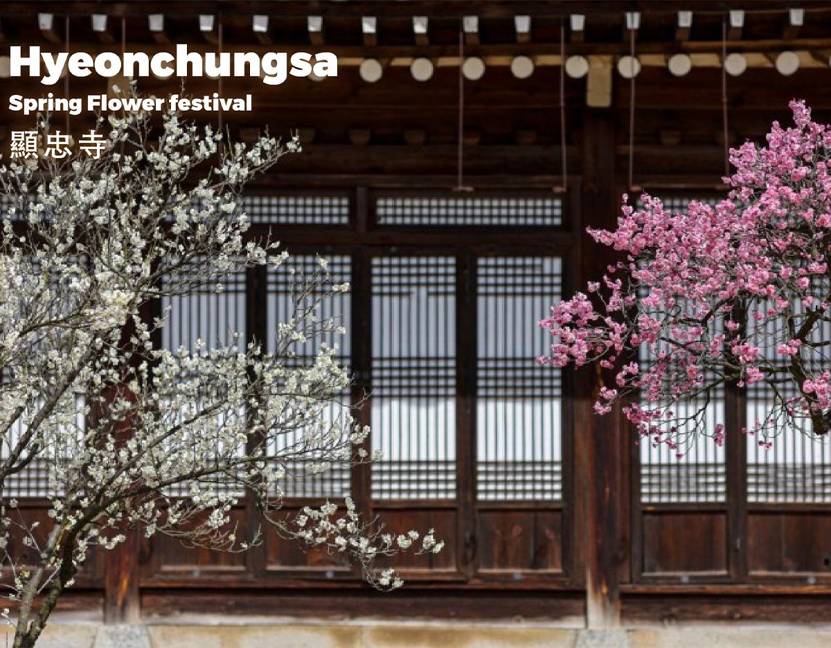 Jeonju Hanok Village + Spring Flowers Day Tour