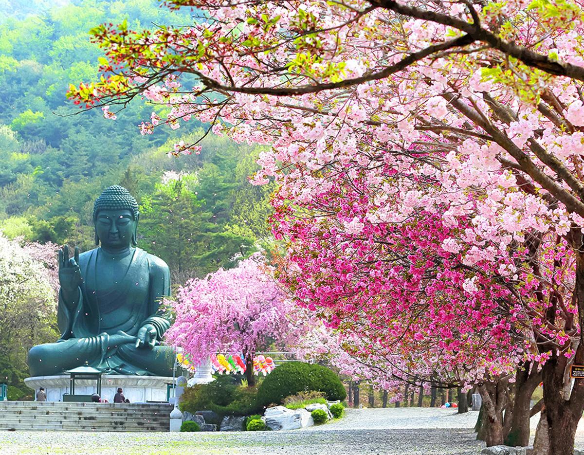 Jeonju Hanok Village & Seasonal Hot Attractions One Day Tour