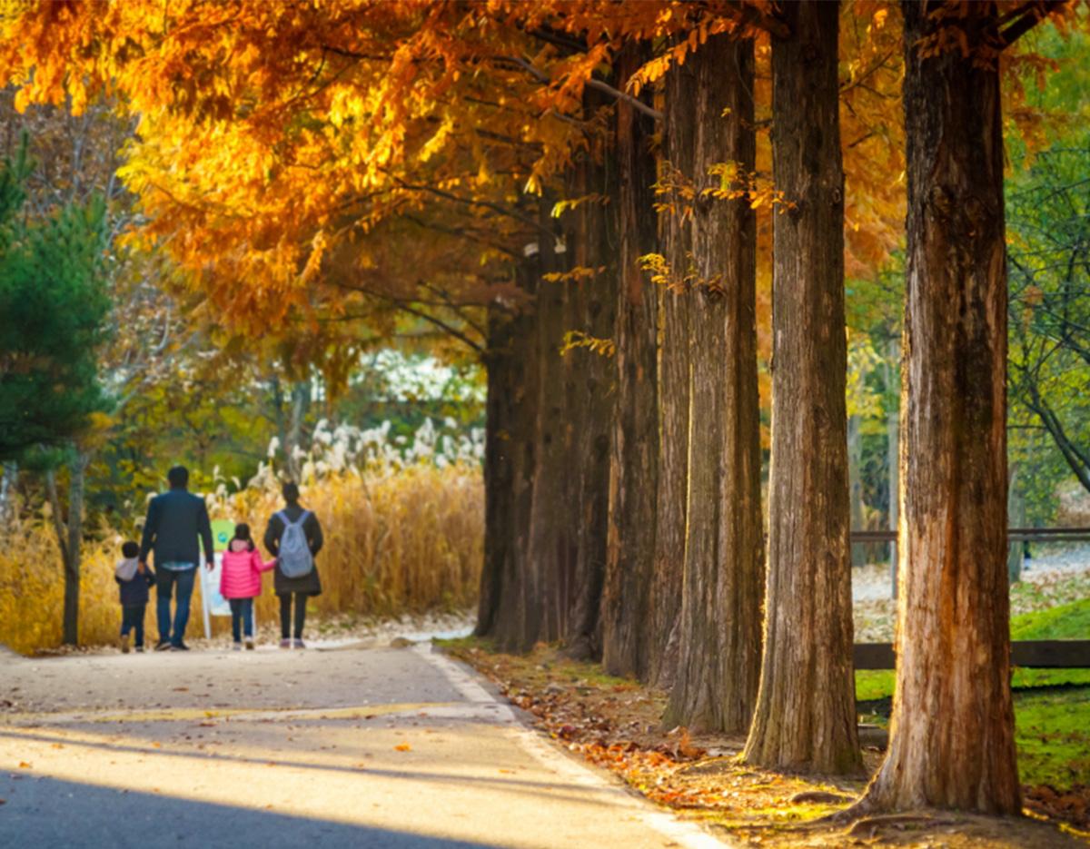 Jeonju Hanok Village + Spring Flowers Day Tour | Seoul Departure