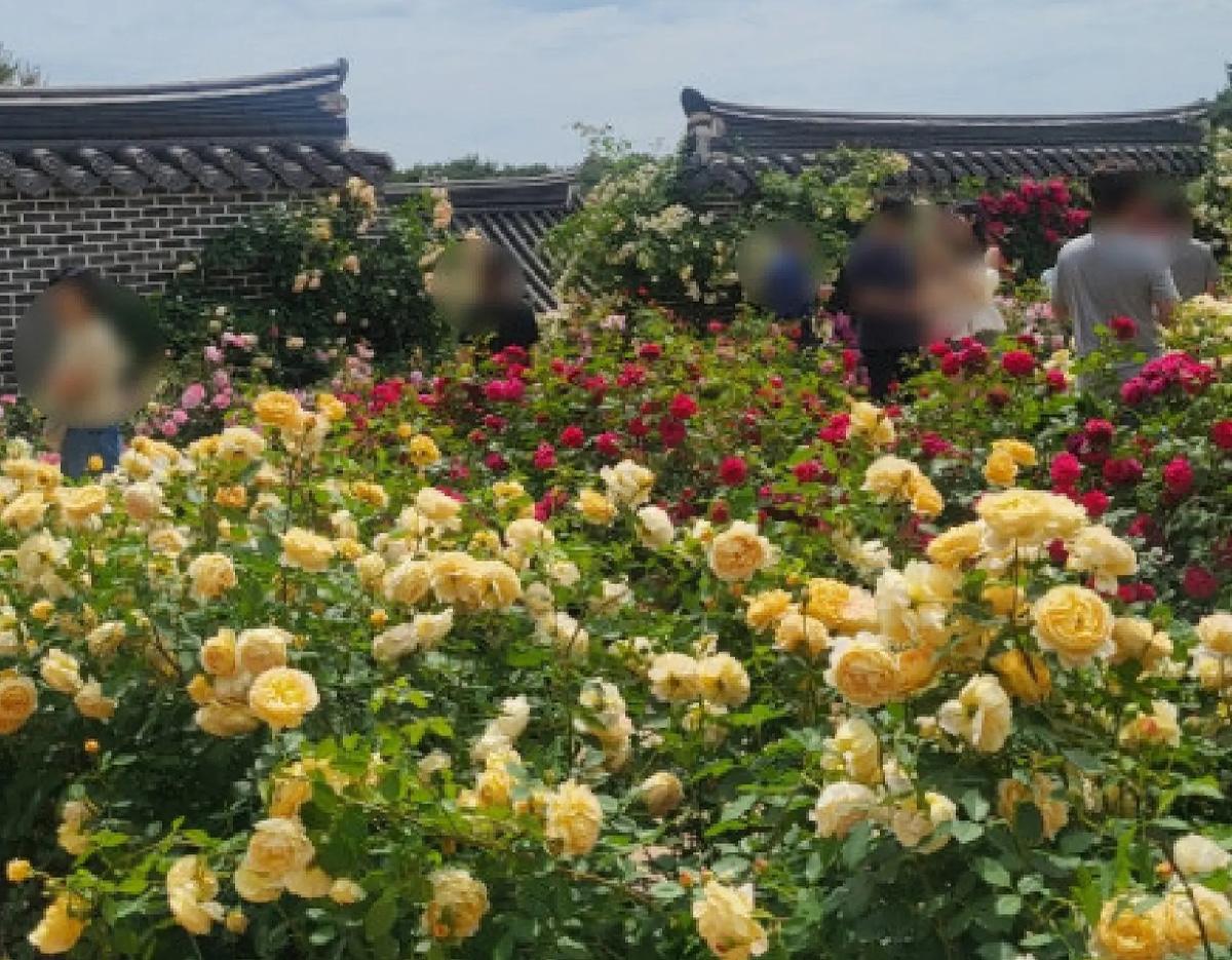 Jeonju Hanok Village + Spring Flowers Day Tour | Seoul Departure