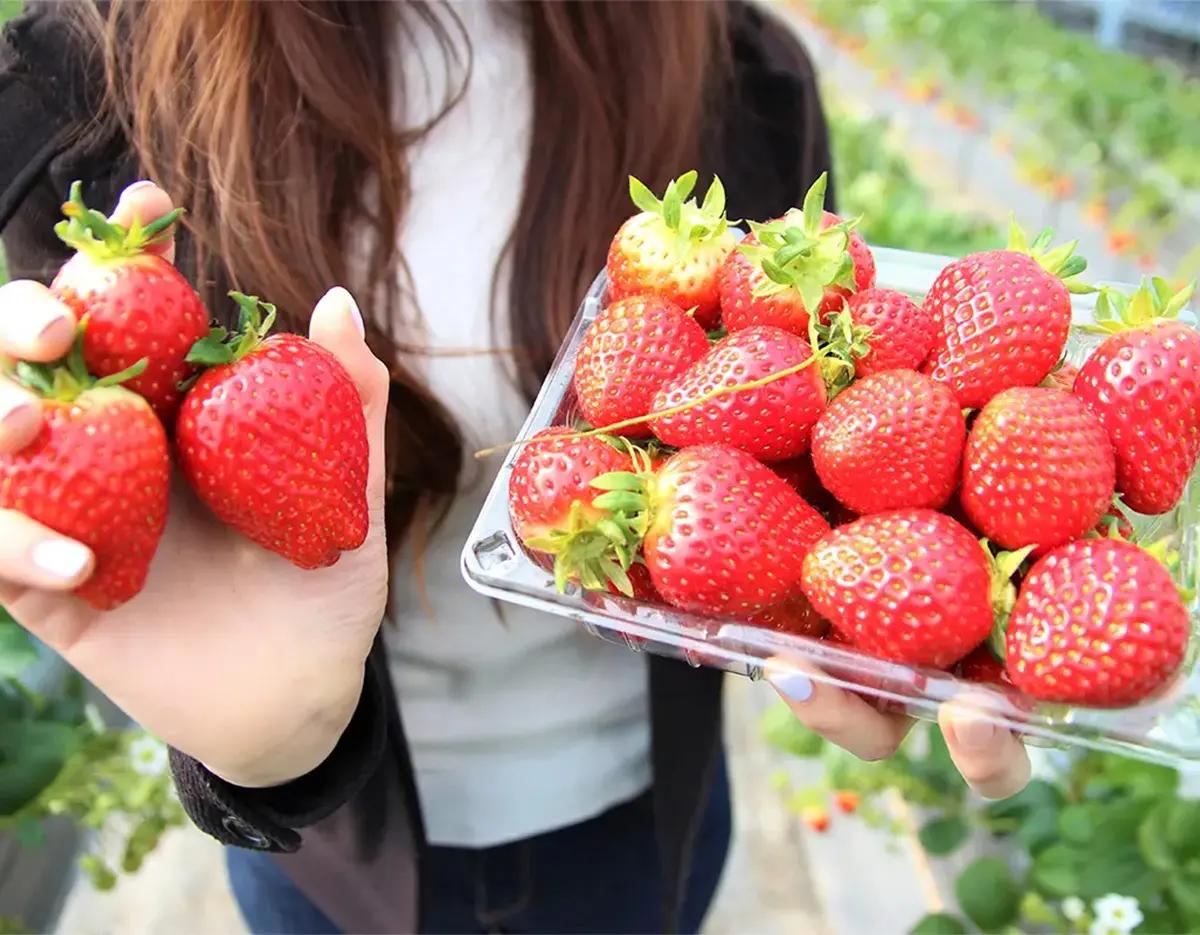 Pocheon Art Valley + Fruit Picking Experience + Garden of Morning Calm Day TourㅣSeoul Departure (EG Tour)