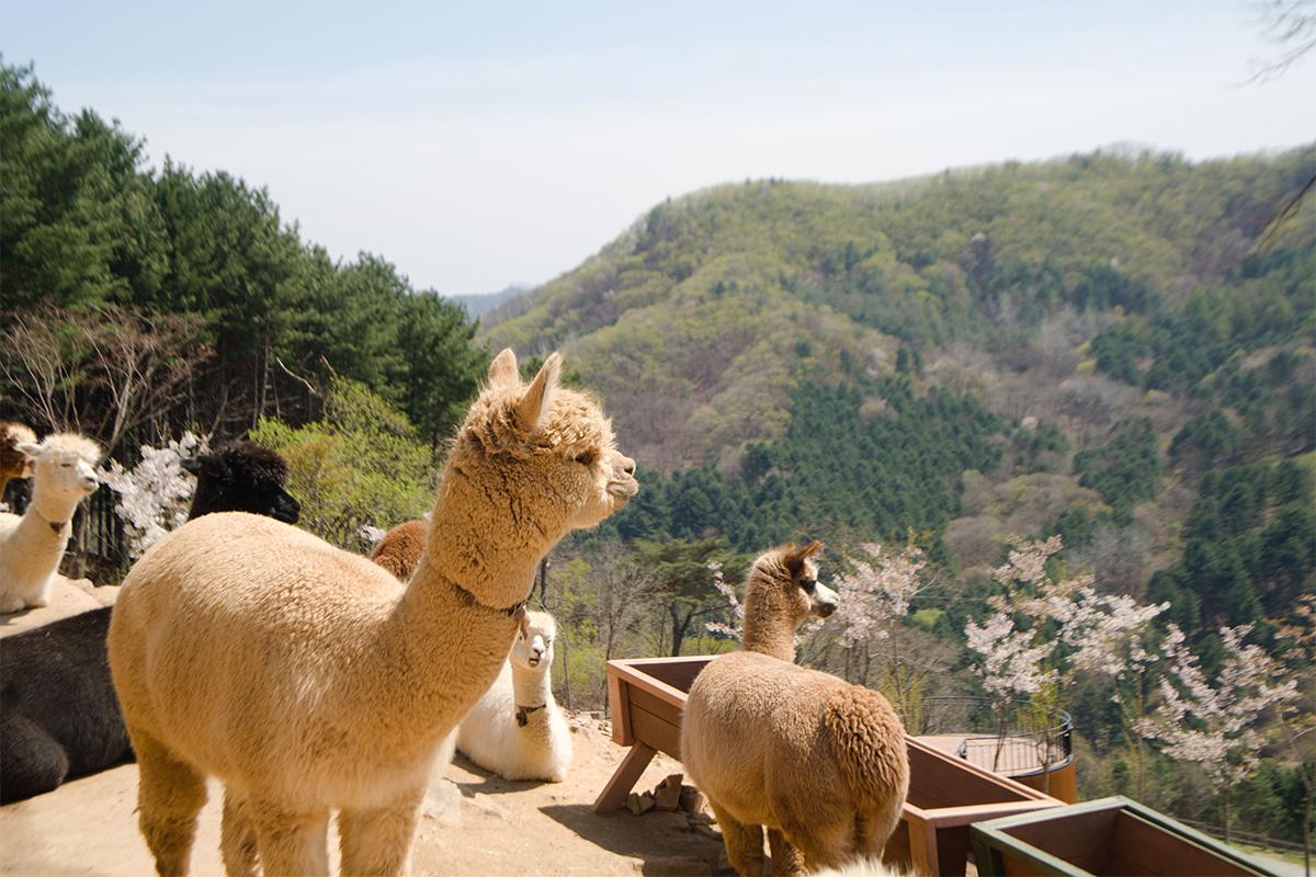 Alpaca World + Nami Island Day Tour