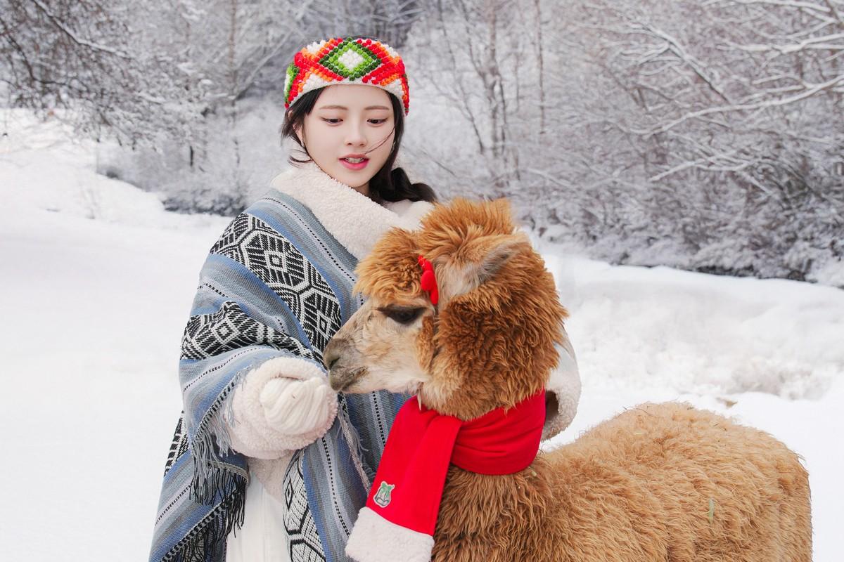 alpaca photo 2
