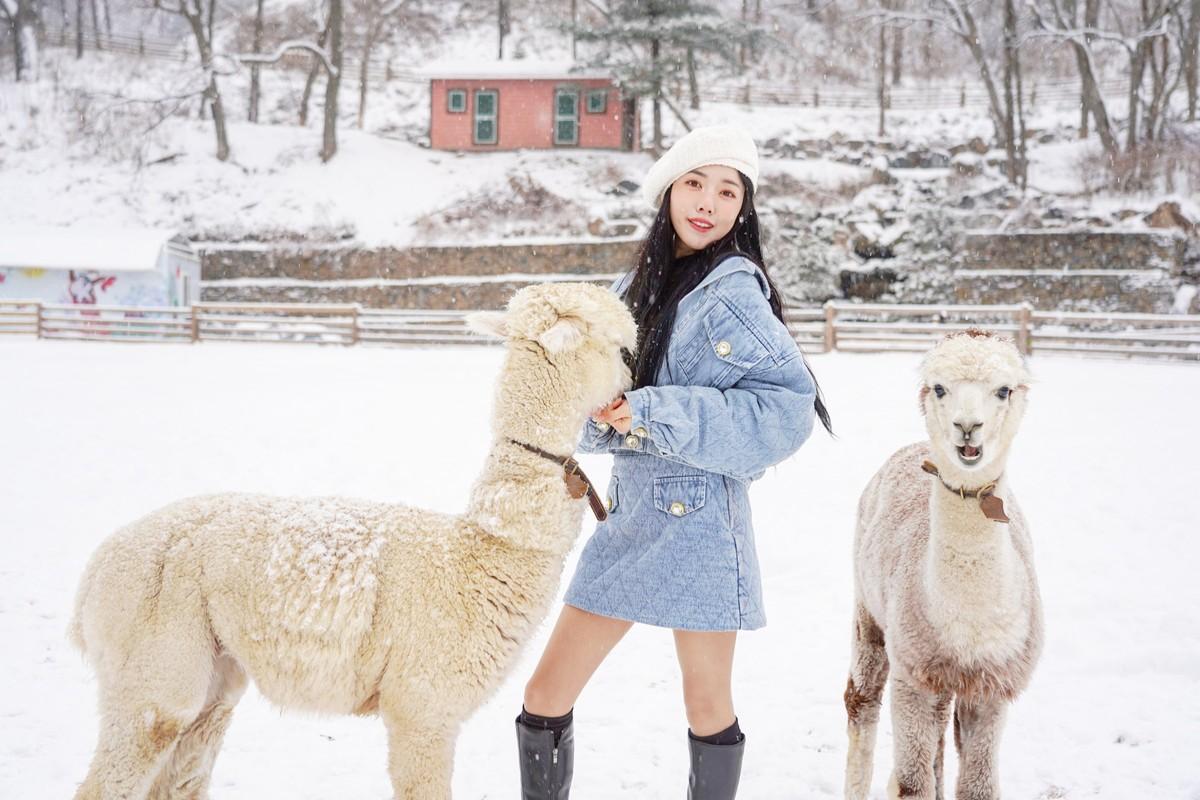 alpaca photo 4