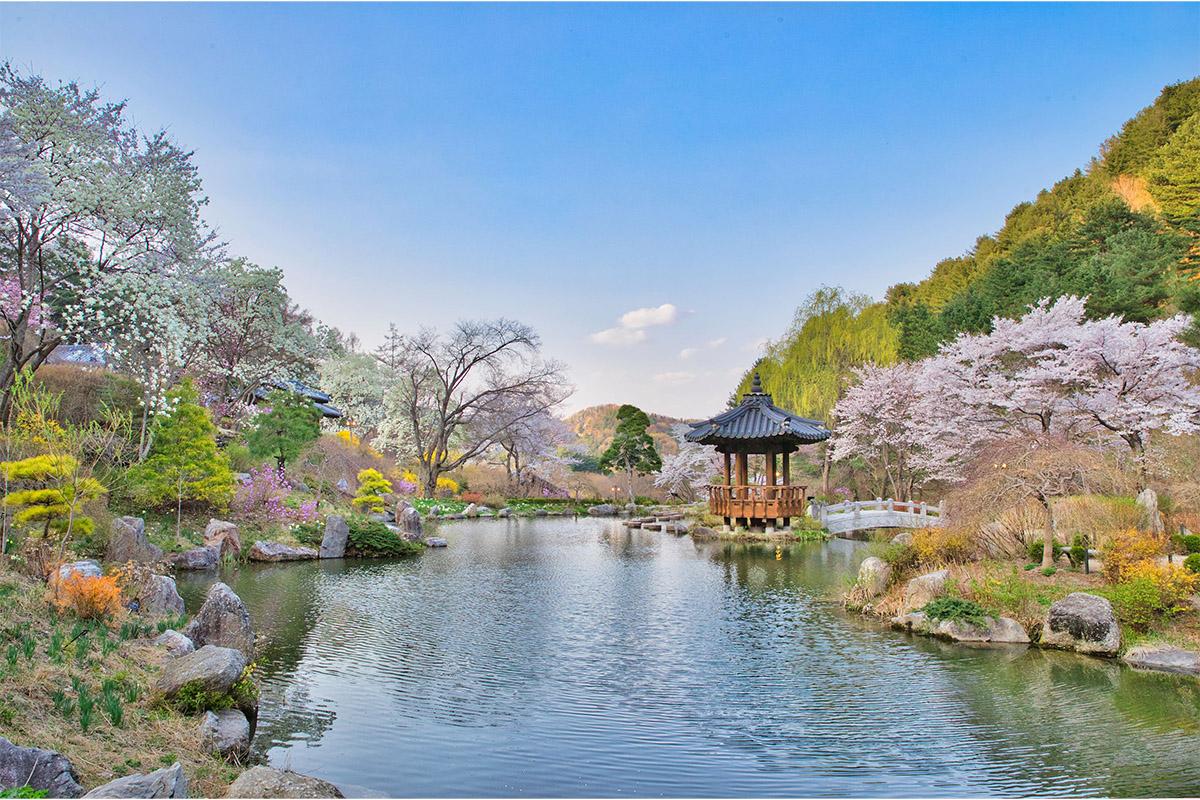 南怡島/羊駝樂園/晨靜樹木園一日遊（首爾出發）-image