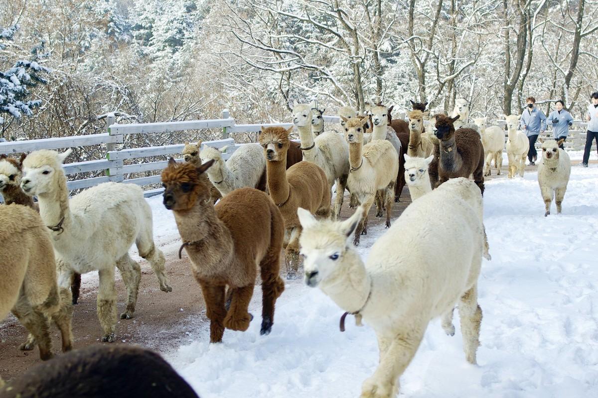alpaca photo 5