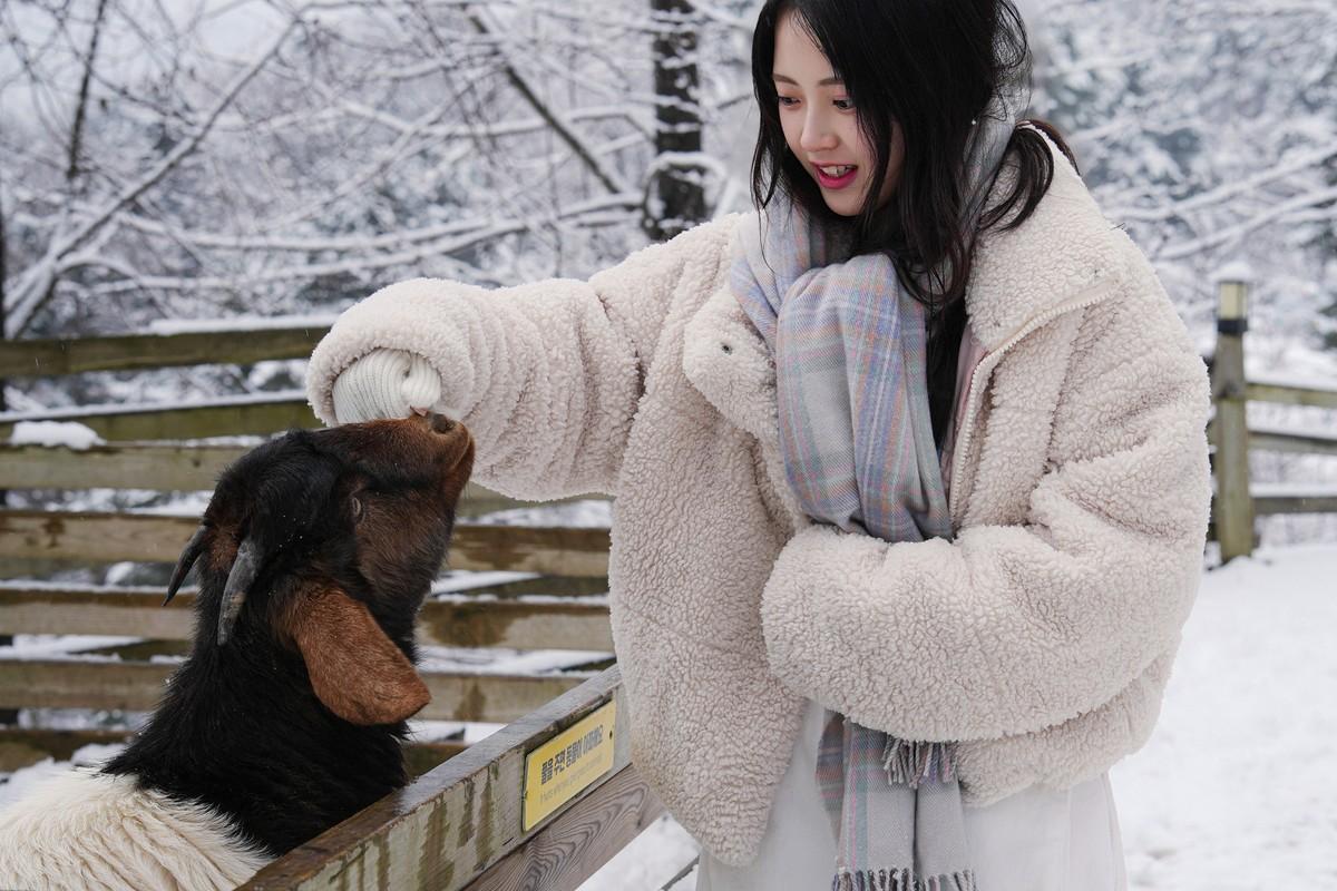 alpaca photo 1